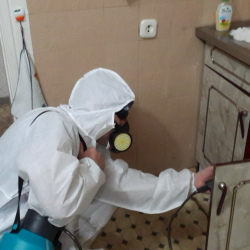 Дезинфекция от муравьев в квартире в Сергиевом Посаде